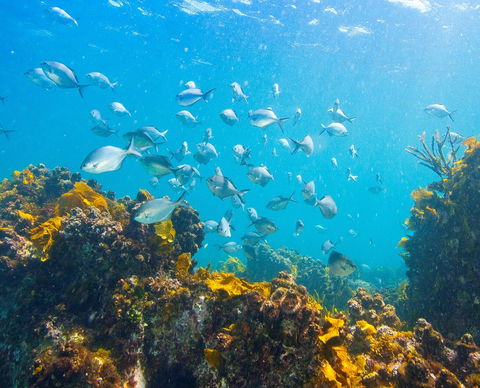 Snorkelling McKenzies Beach - Tourism Brisbane 0