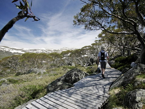 Snow Gums Boardwalk - Brisbane Tourism 0