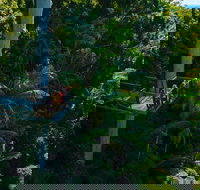 Tamborine Rainforest Skywalk - Brisbane Tourism