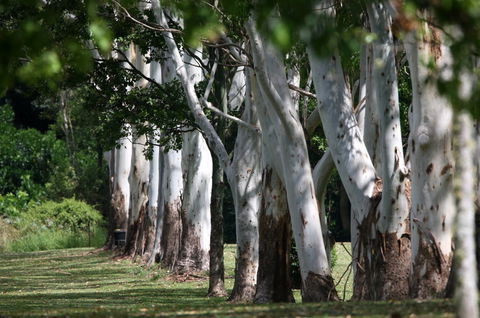 Teven Valley Golf Course - Brisbane Tourism 1