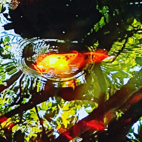The Fernery At Diamond Waters - Tourism Brisbane 2