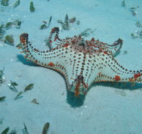 The Pines Dive Site - Tourism Brisbane