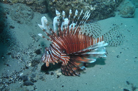 The Pines Dive Site - Brisbane Tourism 1