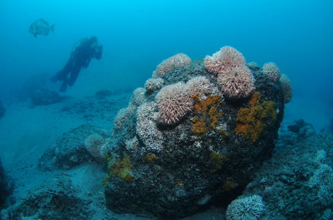 The Pines Dive Site - Brisbane Tourism 2