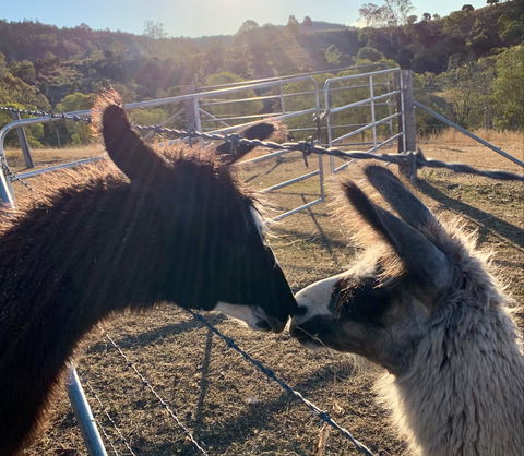 The Llama Farm - Tourism Brisbane 1