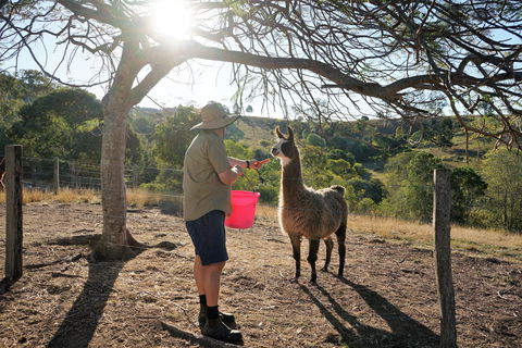 The Llama Farm - Tourism Brisbane 2
