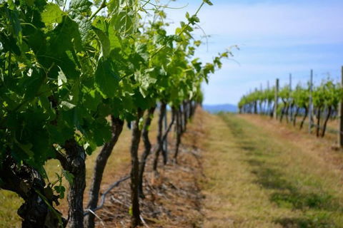 Hunter Valley Wine Tour Ex Newcastle Incl Lunch, Cheese, Chocolate & Distillery - Brisbane 4u 9