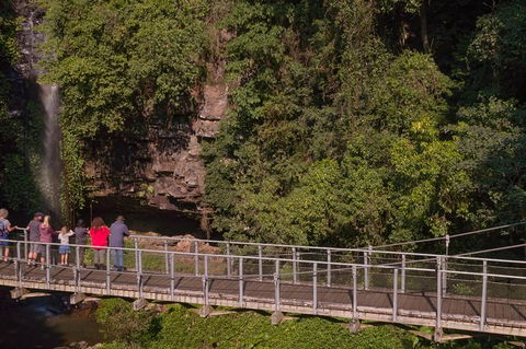 Rainforest & Waterfall Experience - Tourism Brisbane 4