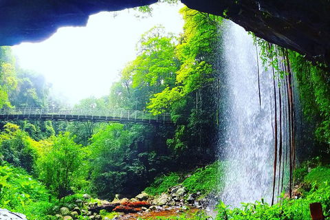 Rainforest & Waterfall Experience - Tourism Brisbane 6