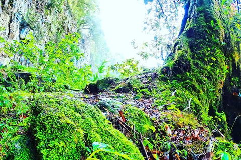 Rainforest & Waterfall Experience - Tourism Brisbane 8