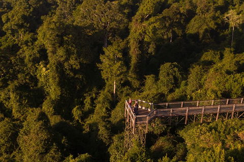Rainforest & Waterfall Experience - Tourism Brisbane 5