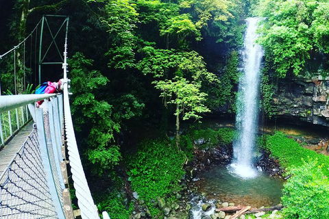 Rainforest & Waterfall Experience - Tourism Brisbane 0