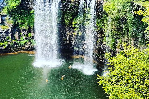 Rainforest & Waterfall Experience - Tourism Brisbane 2
