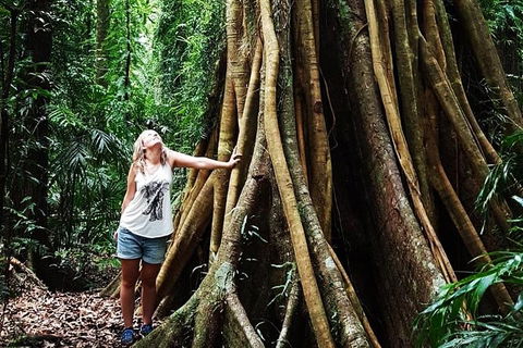 Rainforest & Waterfall Experience - Tourism Brisbane 3