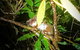 Blue Mountains Hiking Glow Worms Cave Wildlife Spotlighting Night Adventure - thumb 1