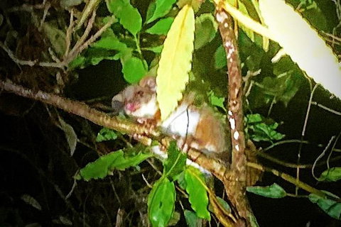 Blue Mountains Hiking Glow Worms Cave Wildlife Spotlighting Night Adventure - Tourism Brisbane 1
