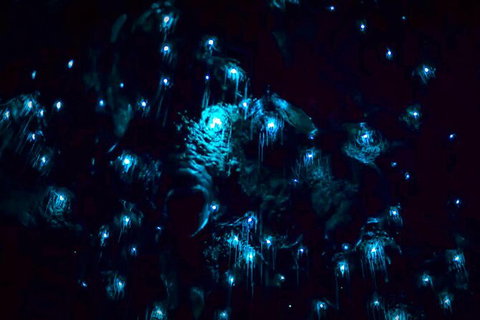 Blue Mountains Hiking Glow Worms Cave Wildlife Spotlighting Night Adventure - Tourism Brisbane 4