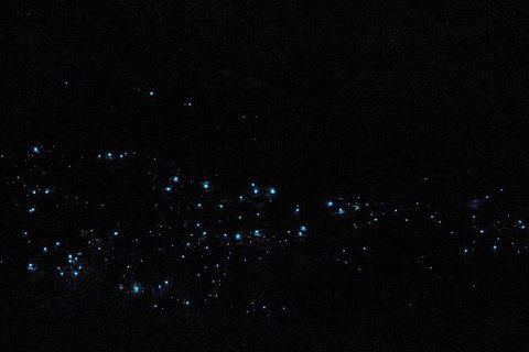 Blue Mountains Hiking Glow Worms Cave Wildlife Spotlighting Night Adventure - Tourism Brisbane 10