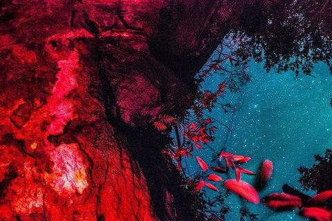 Blue Mountains Hiking Glow Worms Cave Wildlife Spotlighting Night Adventure - Tourism Brisbane 2