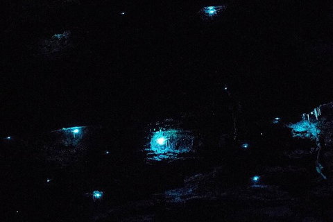 Blue Mountains Hiking Glow Worms Cave Wildlife Spotlighting Night Adventure - Tourism Brisbane 7