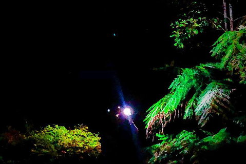 Blue Mountains Hiking Glow Worms Cave Wildlife Spotlighting Night Adventure - Tourism Brisbane 13