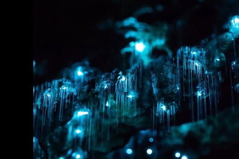 Blue Mountains Hiking Glow Worms Cave Wildlife Spotlighting Night Adventure - Tourism Brisbane 9