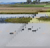 Beardy Waters Dam and Woodlands - Brisbane Tourism