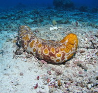 Two Towers Dive Site - Brisbane Tourism