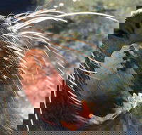 Narooma and Tilba Valley Private Tour