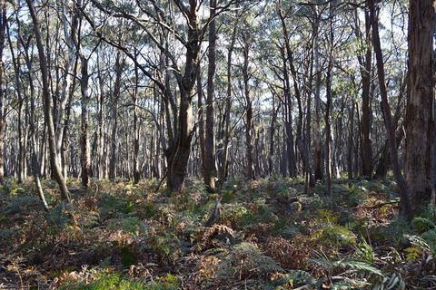 Six Foot Track - Tourism Brisbane 3