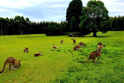 Blue Mountains Off The Beaten Track 4WD Day Adventure - Tourism Brisbane 7