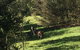 Blue Mountains Off The Beaten Track 4WD Day Adventure - thumb 6
