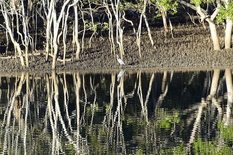 Sunset Eco Rainforest River Cruise - Tourism Brisbane 3