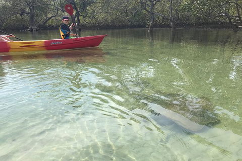 2-Hour Rental Kayak Double In Brunswick River - Tourism Brisbane 6