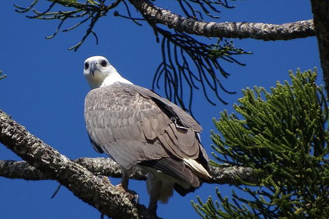 Byron Bay Rainforest Eco-Cruise - Tourism Brisbane 2
