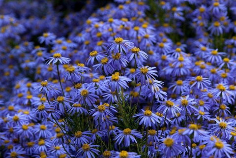 Blue Mountains Botanic Garden And Bilpin Tour From Katoomba With Cider Tasting - Brisbane Tourism 3