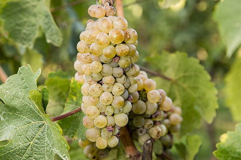 Bathurst Wine Trail Full-Day Private Tour With Tastings - Tourism Brisbane 8