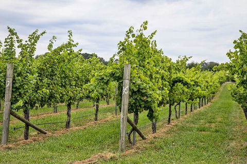 Bathurst Wine Trail Full-Day Private Tour With Tastings - Tourism Brisbane 10
