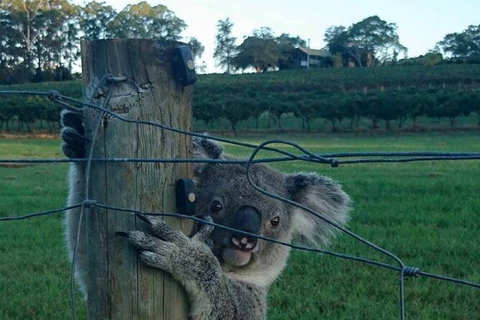 The Secret Vines Experience Port Macquarie - Brisbane Tourism 1