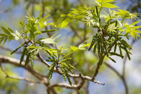 Pecan Farm Tour And Workshop, Byron Bay Hinterland - Brisbane Tourism 2