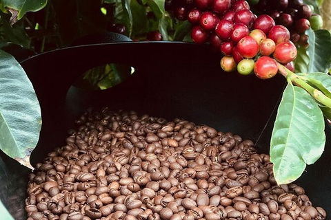 Coffee Farm Tour And Workshop, Byron Bay Hinterland - Brisbane Tourism 1