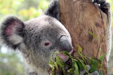 Private 10-hour Tour To Blue Mountains From Sydney - Hotel Pick Up & Drop Off - Brisbane Tourism 2