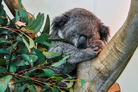 Blue Mountains Highlights & Wildlife Park - Tourism Brisbane 1