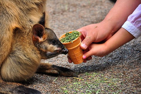 Blue Mountains Highlights, Wildlife Park And Scenic World Full Day Private Tour - Brisbane Tourism 3