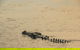 Yellow Water Cruise - Kakadu - thumb 5