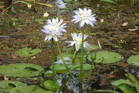 Yellow Water Cruise - Kakadu - Tourism Brisbane 3