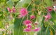 Full-Day Private Guided Tour To Litchfield National Park - thumb 5