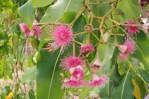Full-Day Private Guided Tour To Litchfield National Park - Tourism Brisbane 5