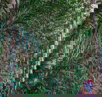 Atherton Tablelands Rain Forest by Night from Cairns