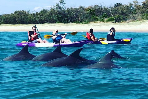Half Day Dolphin Kayaking And Snorkeling Tour - Brisbane 4u 1